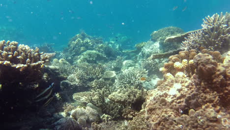 Sie-Verdienen-Ihre-Sporen-Im-Leben-Im-Meer