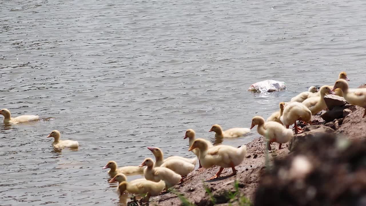 Anatre che nuotano e si radunano sulla riva del fiume
