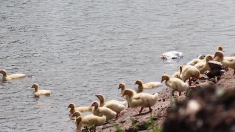 patos nadando y reuniéndose a la orilla del río