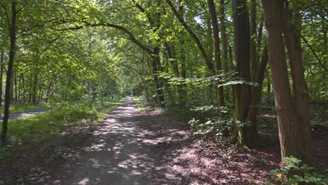 panning in the forest on a sunny day during summer