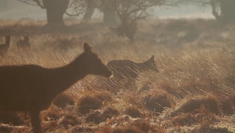 Red-deer-doe-walking-from-long-golden-grasses-onto-path-Richmond-park-sunrise-slow-motion