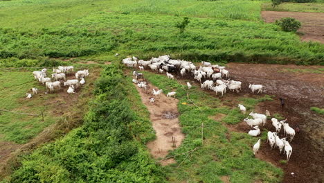 Aerial View of a Herd of White Cows Grazing in a Lush Green Field
