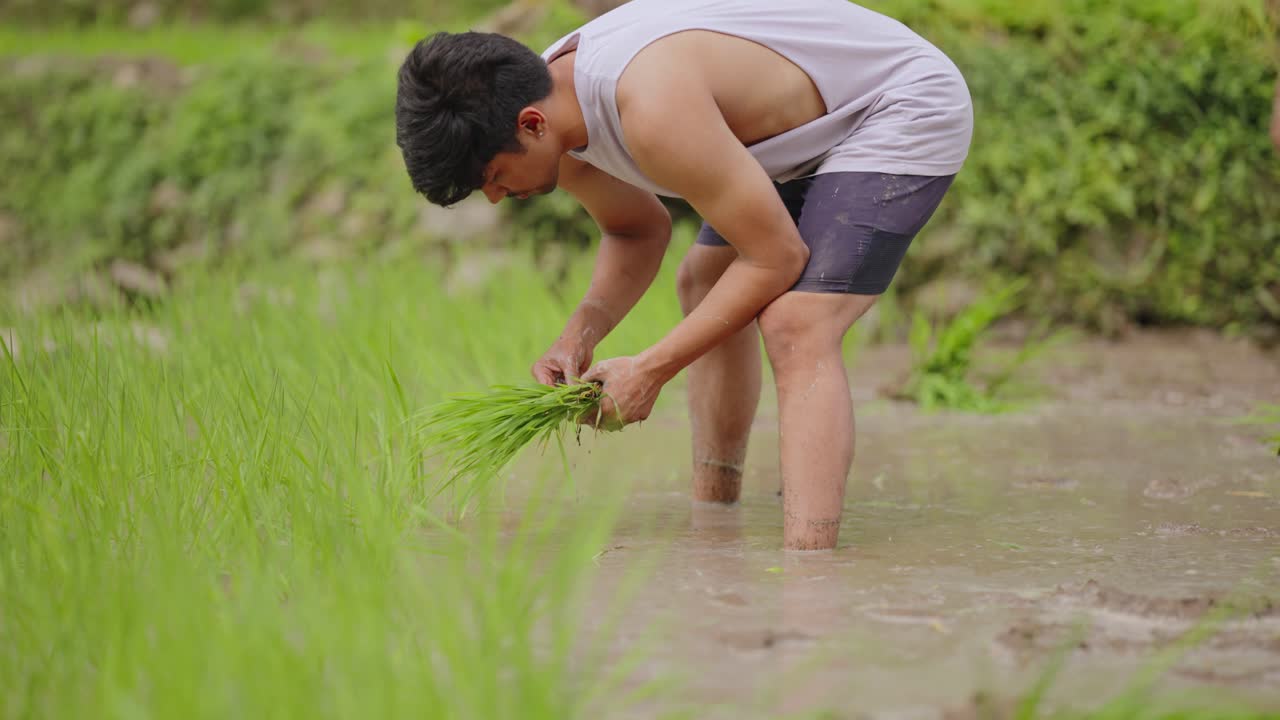 Group of Indian farmers planting rice crops in flooded paddy fields, traditional farming scene during monsoon, 4k video