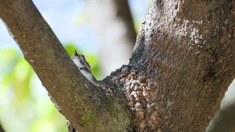 Japanischer-Zwergspecht-Pickt-Baumrinde-Und-Sucht-Nach-Insekten,-Vorderansicht,-Nahaufnahme