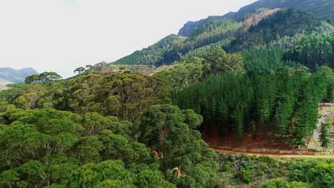 green trees on the mountain slope 4k