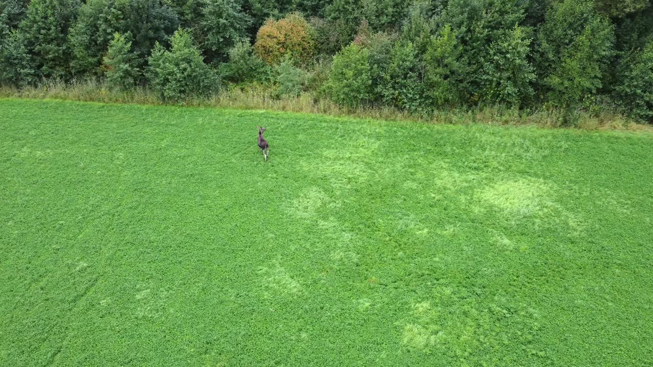 스웨덴 무스의 움직이는 공중 영상은 스웨덴 남부입니다.