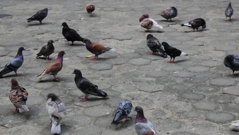 Docenas-De-Palomas-Caminando-Por-El-Suelo-Pavimentado