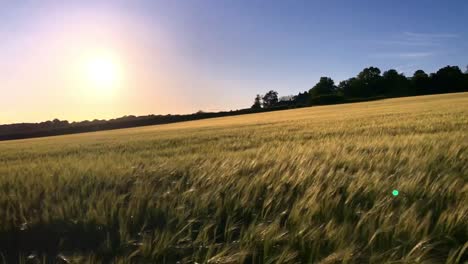 Die-Sonne-Geht-Vor-Einem-Blauen-Himmel-Unter,-Im-Vordergrund-Ein-Warmes-Gelbes-Feld