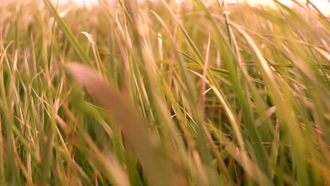 Tallgrass-dance-with-the-wind-during-a-sunset