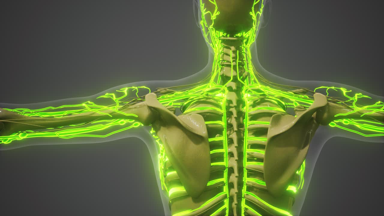 인간 혈관의 과학 해부학