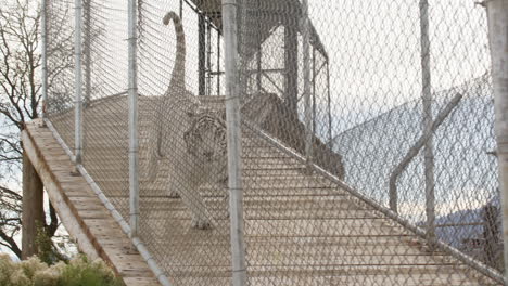 tigre blanco en cautiverio corriendo en cámara lenta