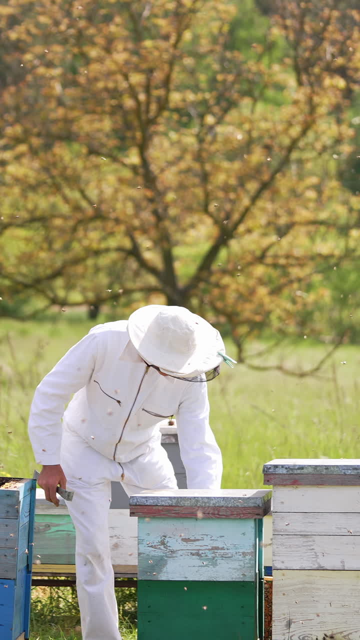 Beekeeper collects honey in the garden. A male beekeeper in a protective suit takes out a honeycomb with bees