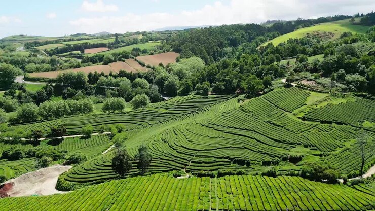 Rising aerial of tea plantations of Cha Gorreana at São Miguel, Azores