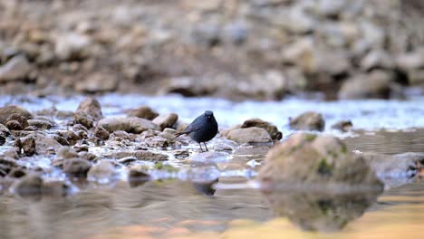 Plumbeous-water-redstart-on-Rock-in-Water-Stream-in-Forest