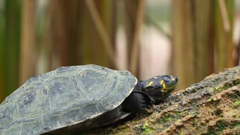 Gelbfleckige-Flussschildkröte,-Podocnemis-Unifilis,-Sonnt-Sich-Auf-Einem-Untergetauchten-Baumstamm,-Schläft-Tagsüber-Mit-Geschlossenen-Augen,-Nahaufnahme-Einer-Gefährdeten-Reptilienart