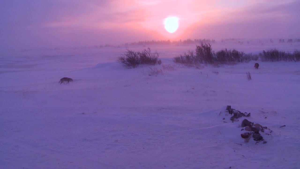 perros husky vagan por el ártico durante una intensa ventisca