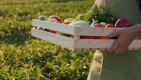 The-Farmer-Carries-A-Box-With-Vegetables-And-Greens-Along-His-Field