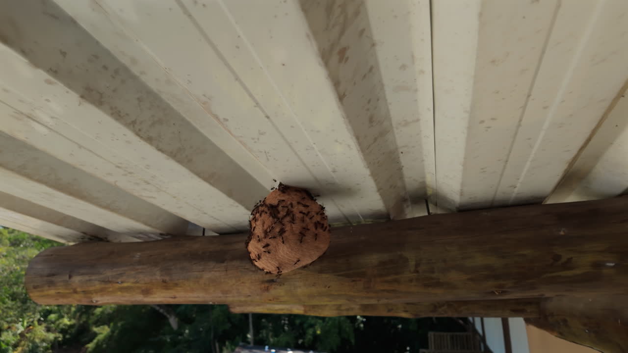 Colonia di Vespe sul Loro Nido sul Tetto di una Casa