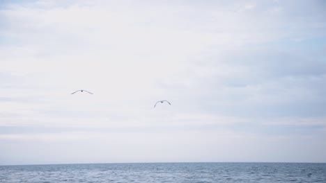 birds flying freely over the vast sea on a cloudy day - medium static shot