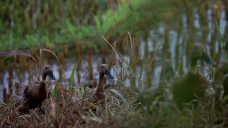 slow motion - a flock of ducks walking in the rice field