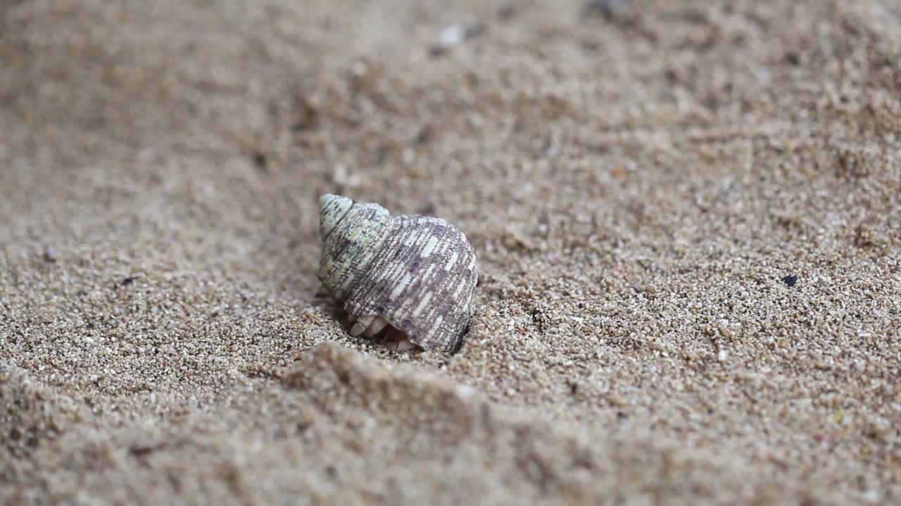 primer plano de cangrejo ermitaño abriéndose y arrastrándose