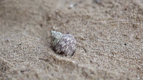 close up of hermit crab opening up and crawling away