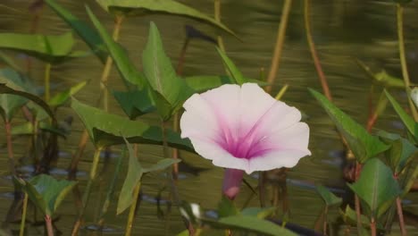 Hermosa-Flor-De-Estanque-En-El-Agua