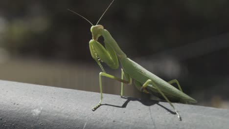 footage of green praying mantis, sitting on a black metal rail, wiggle his legs, blurry solid background, slow motion