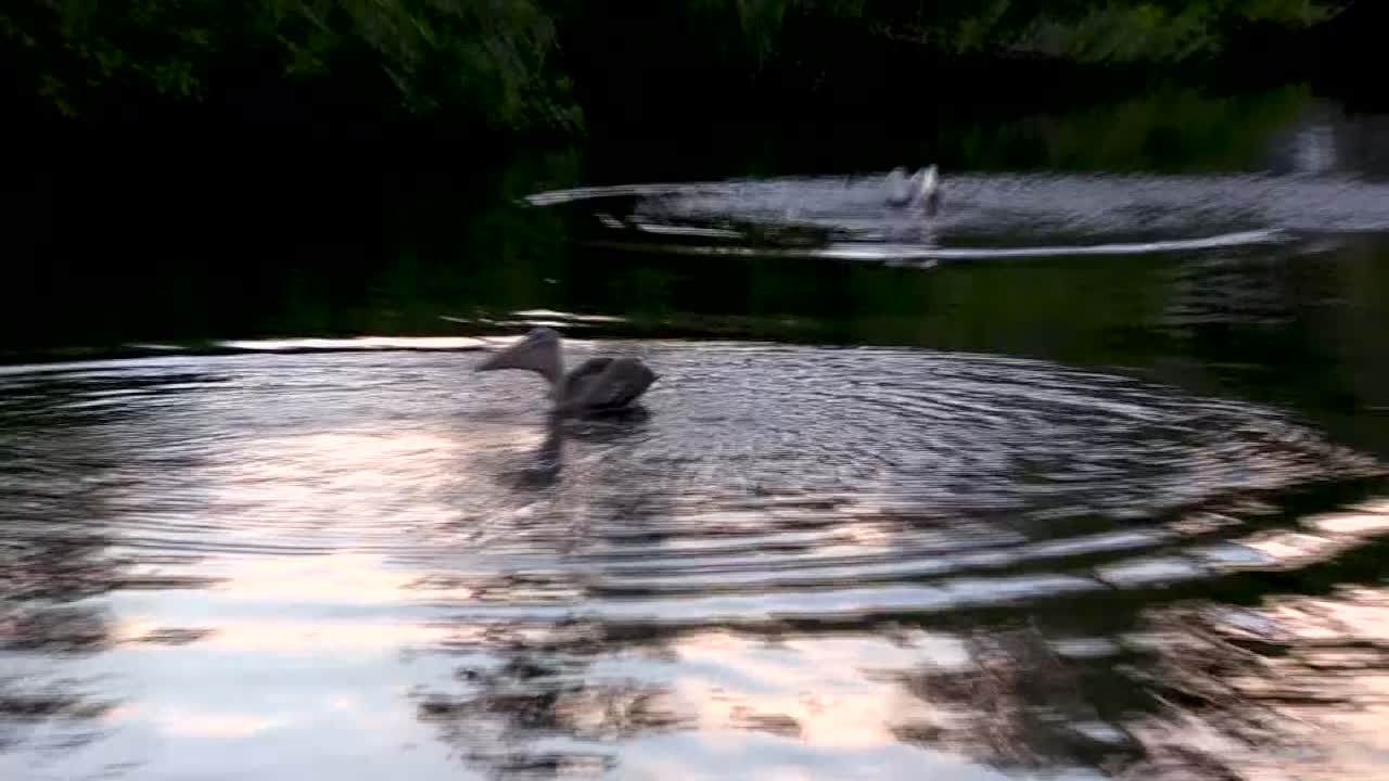 Pelicans Flying and Diving for Fish in Florida Canal