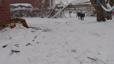 nevando en el primer día de la primavera lanzando una pelota de juguete con el perro labrador negro dane labradane mientras persigue el juguete y luego lo trae de vuelta fuera del cuadro a la derecha - en el cine 4k media velocidad a 30 fps