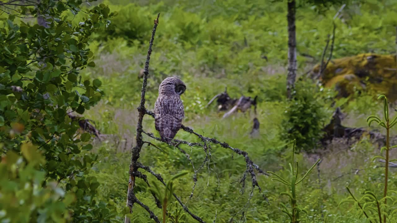 Great grey owl perched on branch in green forest clearing, seen from behind