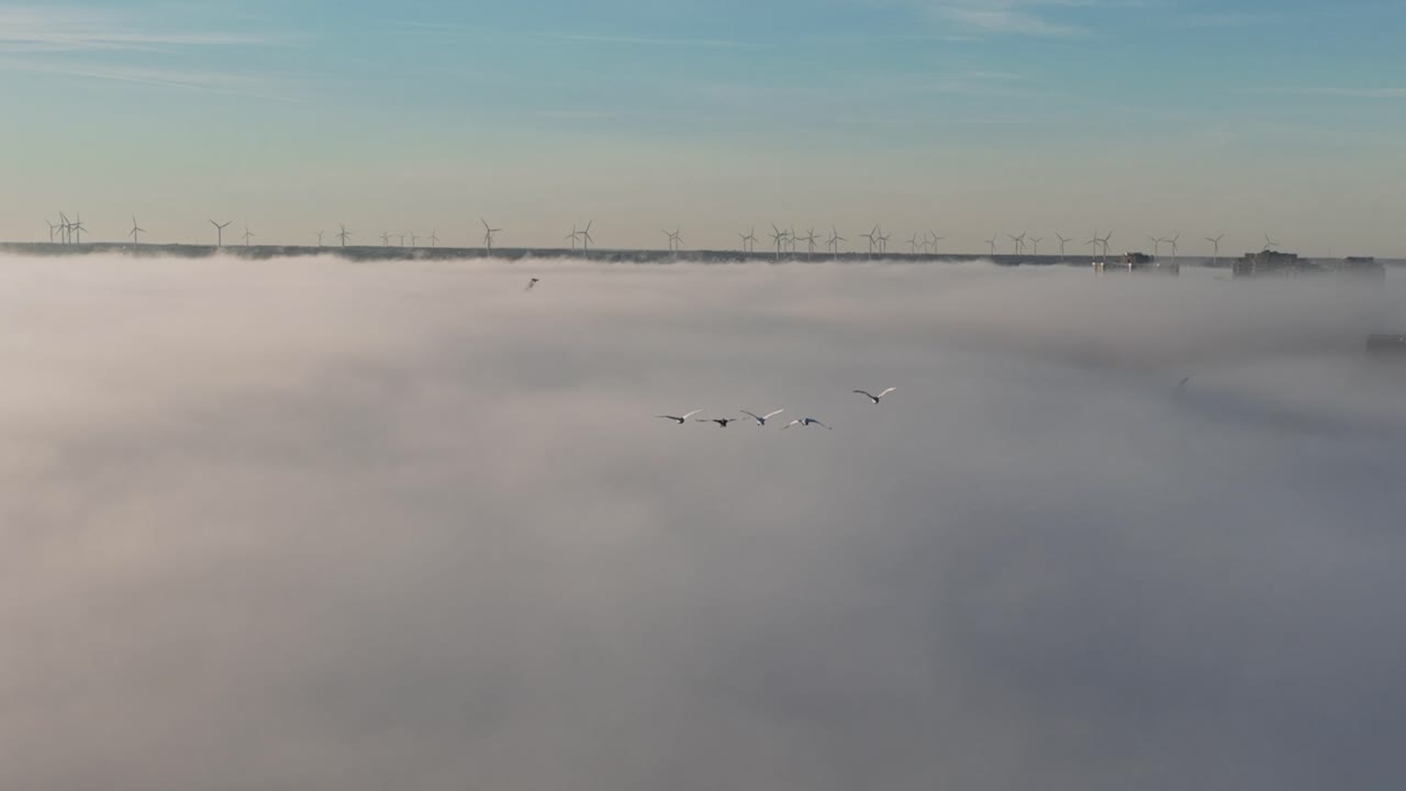 antena de pájaros volando por encima de la niebla durante el amanecer - tiro amplio