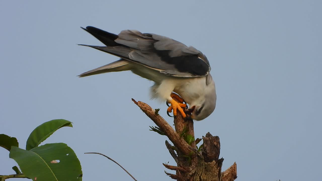 cometa de hombro negro en el árbol.