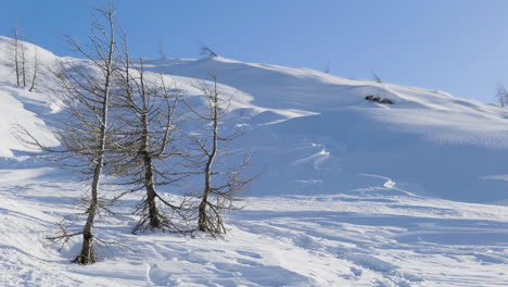 winter mountain scenery with bare trees