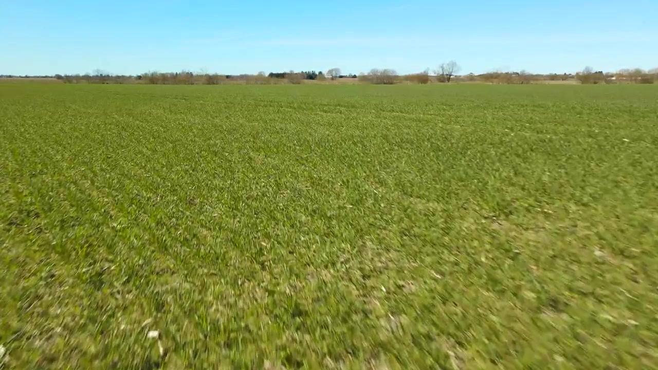Splendide riprese drone a bassa quota che sorvolano un campo agricolo verde lussureggiante durante una soleggiata giornata primaverile, mostrando giovani colture che crescono in file diritte con un cielo azzurro limpido all'orizzonte