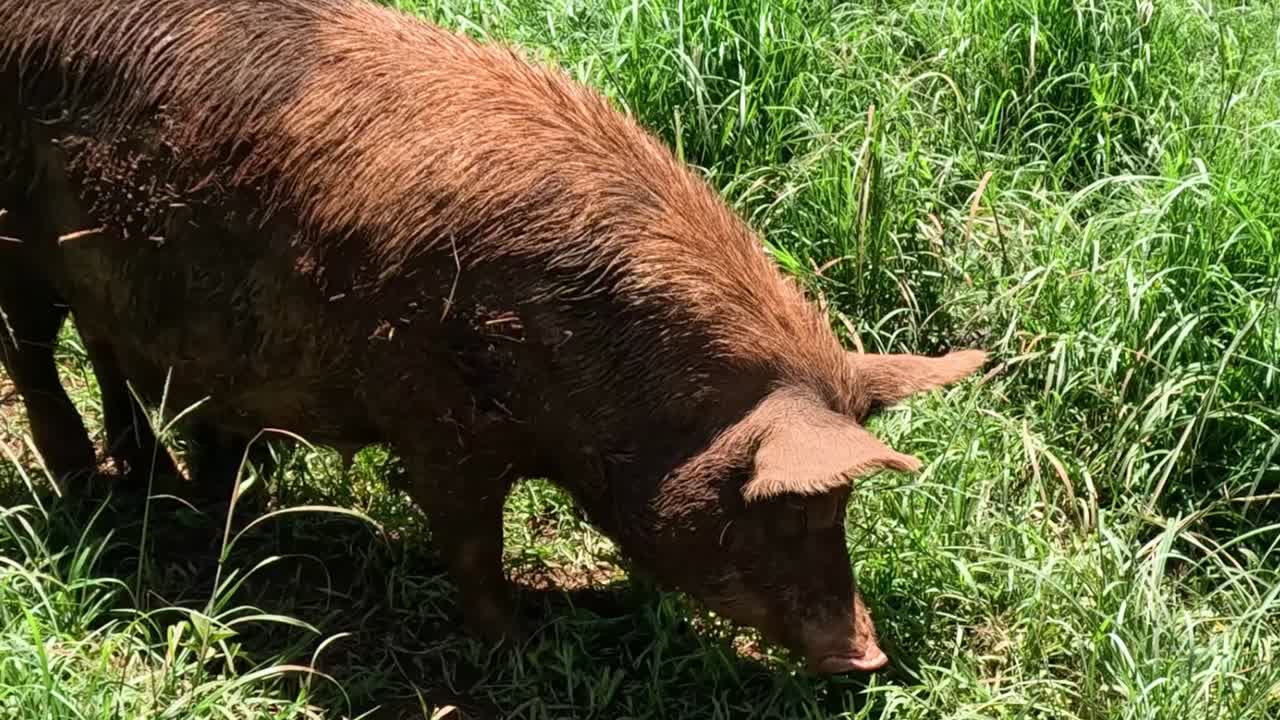 돼지가 잔디에서 먹이를 찾습니다.