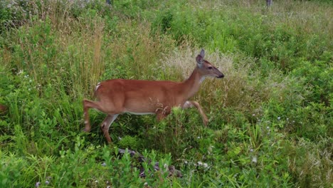 doe deer in a field at sunset-5