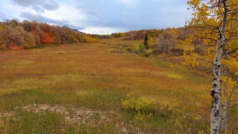 flying through the trees into a large mountain meadow in autumn with the full spectrum or fall colors