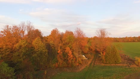 drone flying low over farmland ascends above treetops to reveal fall foliage