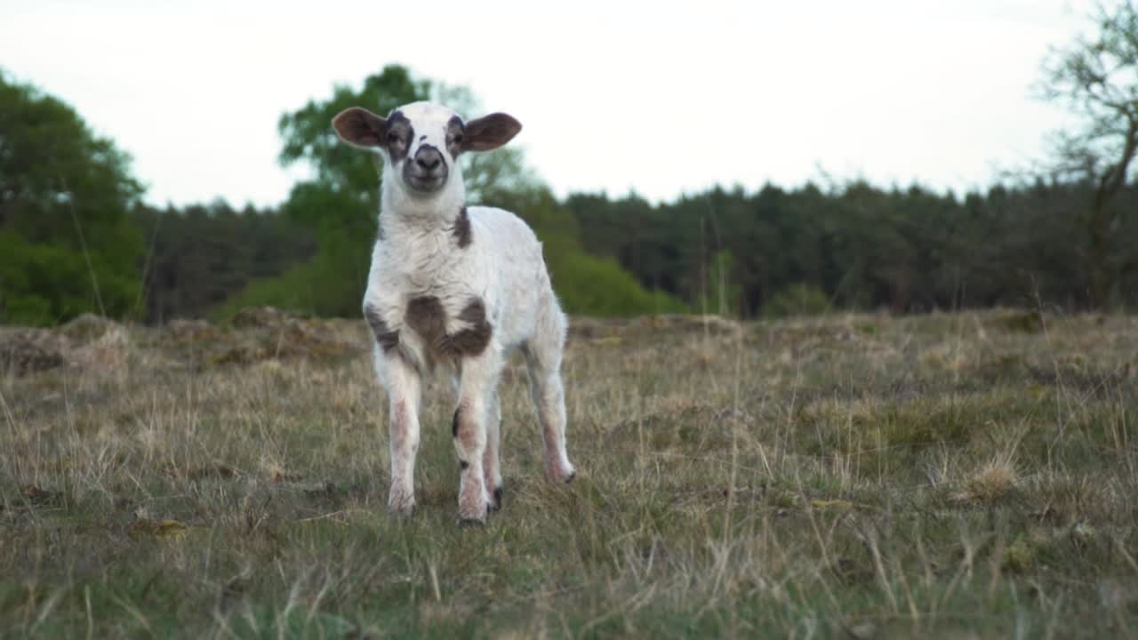 들판 에 있는 양 들 과 양 들