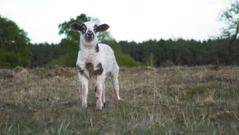 y ovejas en un campo
