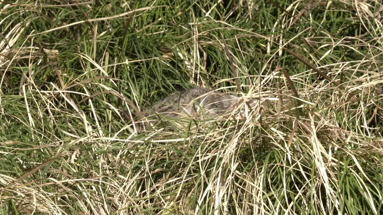 Gray Tabby Cat in Tall Grass 1