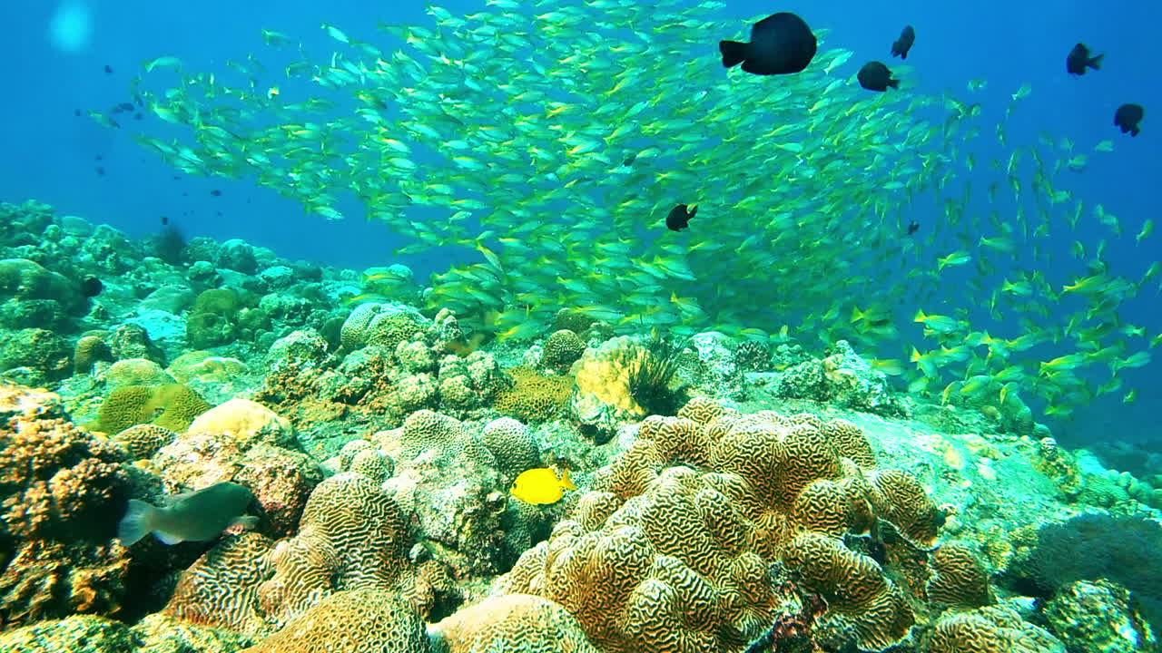el buceo es la mejor parte del día.