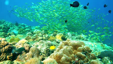el buceo es la mejor parte del día.