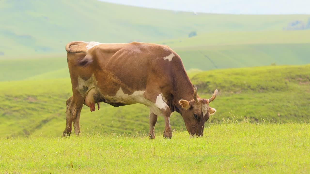 Sapi-sapi merumput bersama di ladang. Sapi-sapi berlari ke arah kamera.