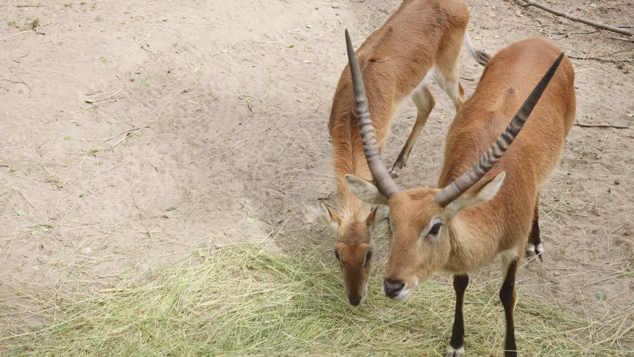 el macho lechwe rojo con cuernos y la hembra están comiendo heno