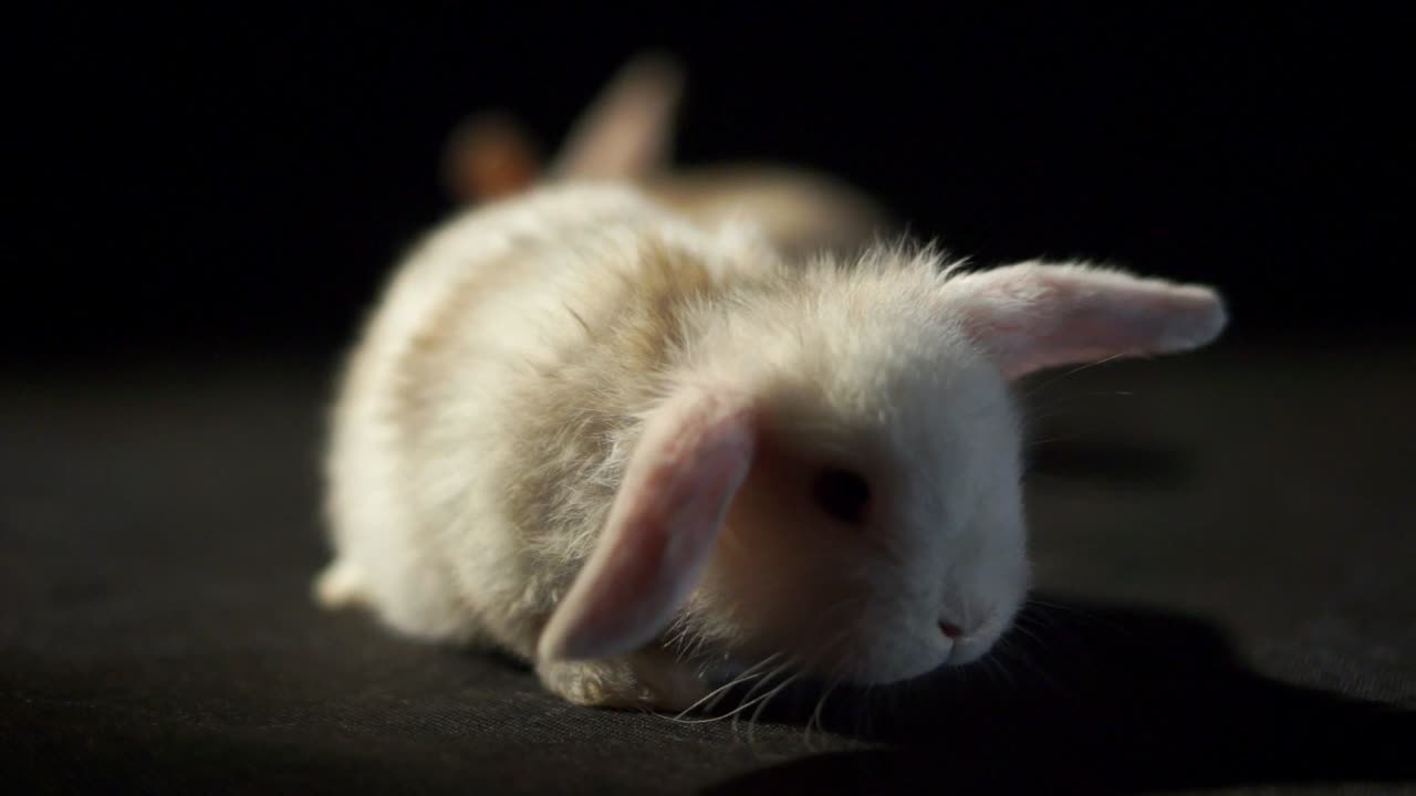 검은색 스튜디오 배경을 탐험하는 푹신한 털과 꿈틀거리는 코를 가진 사랑스러운 아기 토끼 두 마리를 닫습니다.