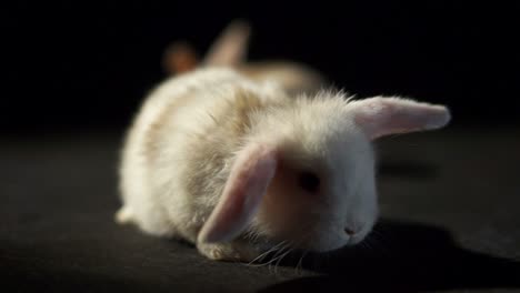 cierra dos adorables conejos lop, uno blanco y otro marrón con pelaje esponjoso y narices retorcidas explorando un fondo de estudio negro