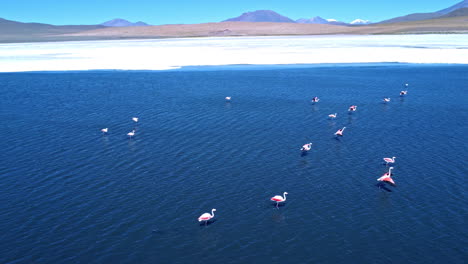 Aerial-sideview-pan-follows-flock-of-flamingos-flapping-wings-in-formation