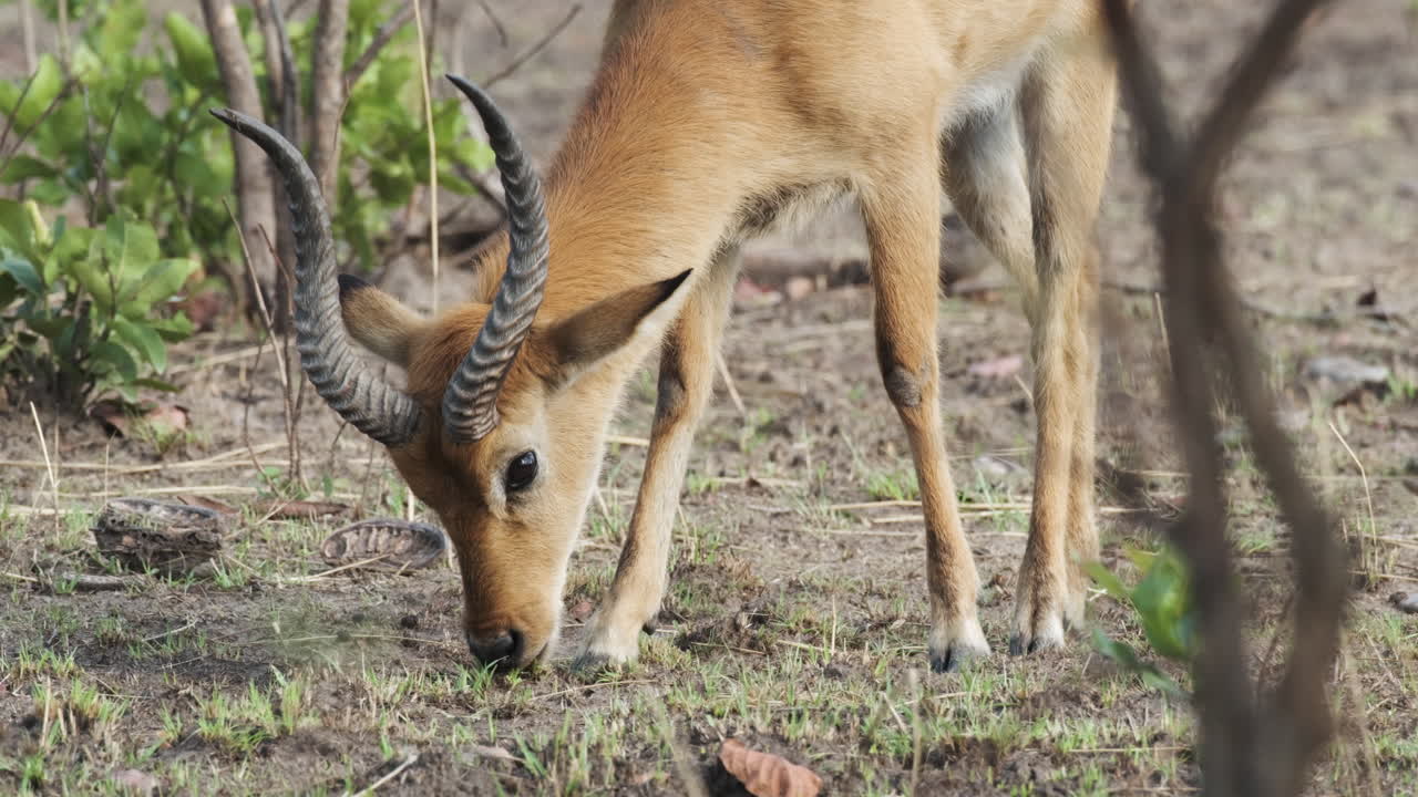 lechwe rojo, lechwe del sur en el centro-sur de áfrica